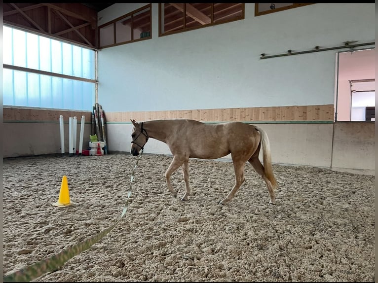 American Quarter Horse Stute 3 Jahre 152 cm Palomino in Waldkirchen