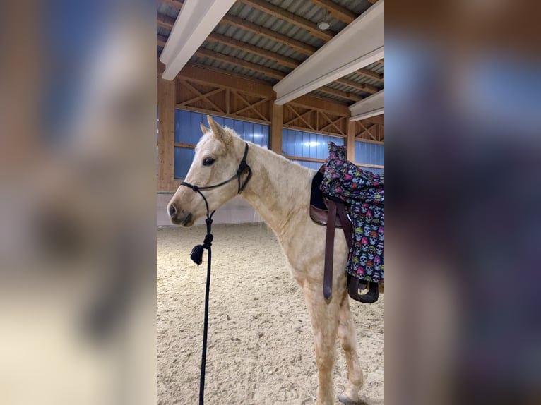 American Quarter Horse Stute 3 Jahre 152 cm Palomino in Waldkirchen