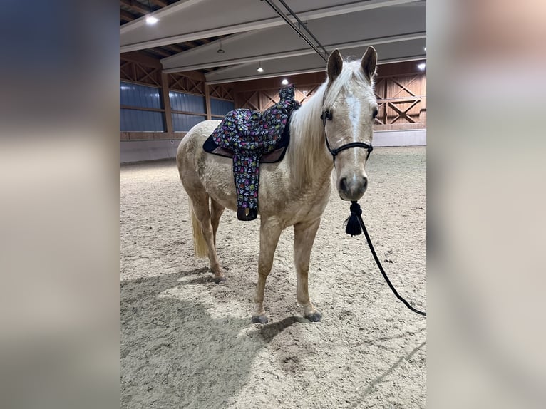 American Quarter Horse Stute 3 Jahre 152 cm Palomino in Waldkirchen