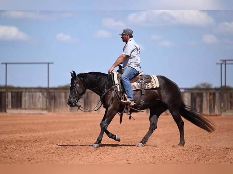 American Quarter Horse Stute 3 Jahre 152 cm Rappe in Waco