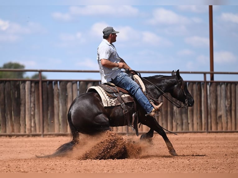 American Quarter Horse Stute 3 Jahre 152 cm Rappe in Waco