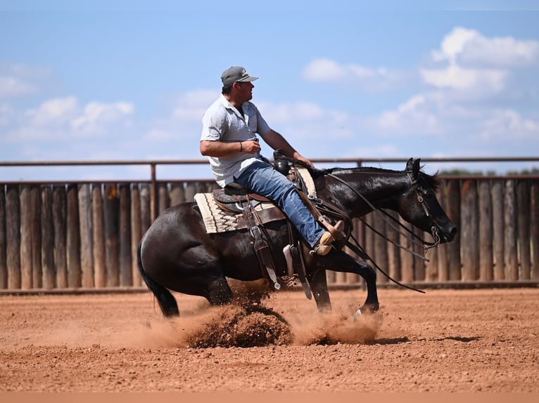American Quarter Horse Stute 3 Jahre 152 cm Rappe in Waco
