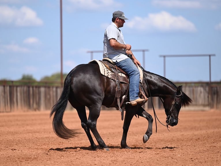 American Quarter Horse Stute 3 Jahre 152 cm Rappe in Waco