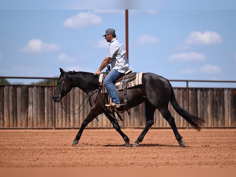 American Quarter Horse Stute 3 Jahre 152 cm Rappe in Waco