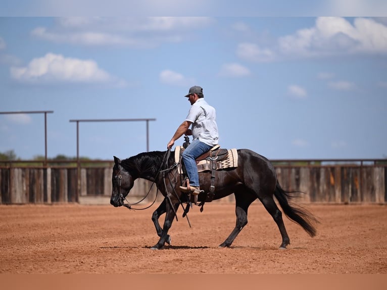 American Quarter Horse Stute 3 Jahre 152 cm Rappe in Waco