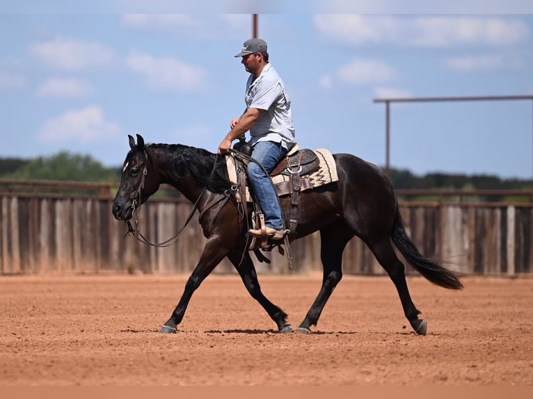 American Quarter Horse Stute 3 Jahre 152 cm Rappe in Waco