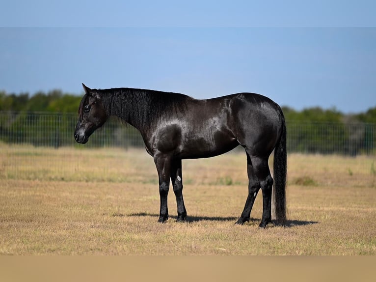 American Quarter Horse Stute 3 Jahre 152 cm Rappe in Waco
