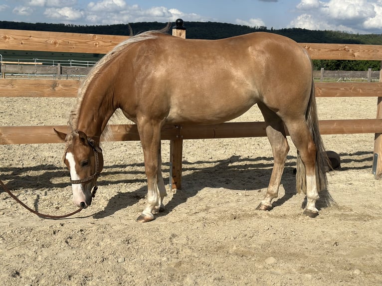 American Quarter Horse Stute 3 Jahre 152 cm Red Dun in Duingen