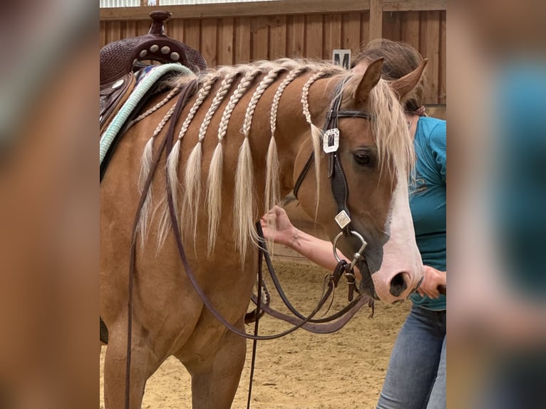 American Quarter Horse Stute 3 Jahre 152 cm Red Dun in Duingen