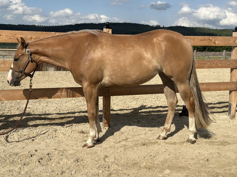 American Quarter Horse Stute 3 Jahre 152 cm Red Dun in Duingen