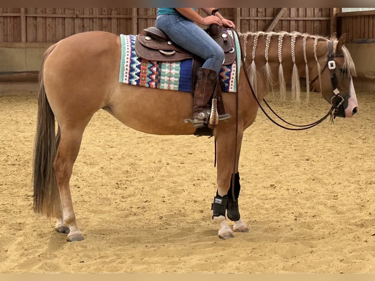 American Quarter Horse Stute 3 Jahre 152 cm Red Dun in Duingen
