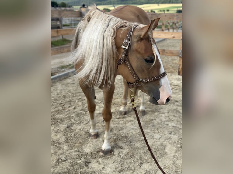 American Quarter Horse Stute 3 Jahre 152 cm Red Dun in Duingen