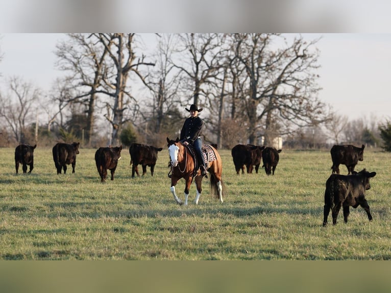 American Quarter Horse Stute 3 Jahre 152 cm Rotbrauner in Buffalo