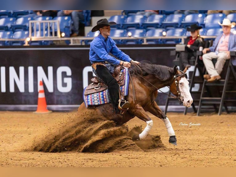 American Quarter Horse Stute 3 Jahre 152 cm Rotbrauner in Buffalo