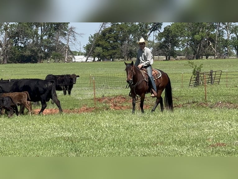American Quarter Horse Stute 3 Jahre 152 cm Rotbrauner in Elk City, OK