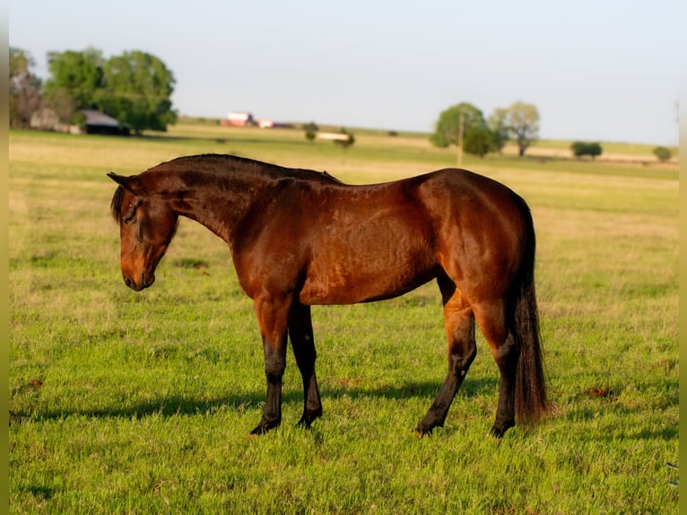 American Quarter Horse Stute 3 Jahre 152 cm Rotbrauner in Elk City, OK