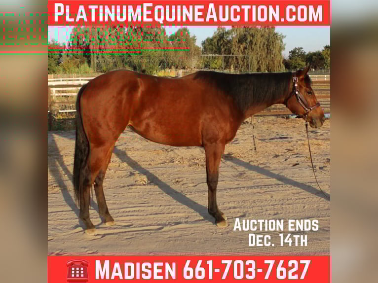 American Quarter Horse Stute 3 Jahre 152 cm Rotbrauner in Bakersfield