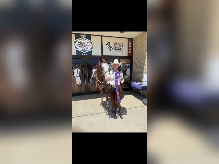 American Quarter Horse Stute 3 Jahre 152 cm Rotfuchs in Lenhartsville, PA