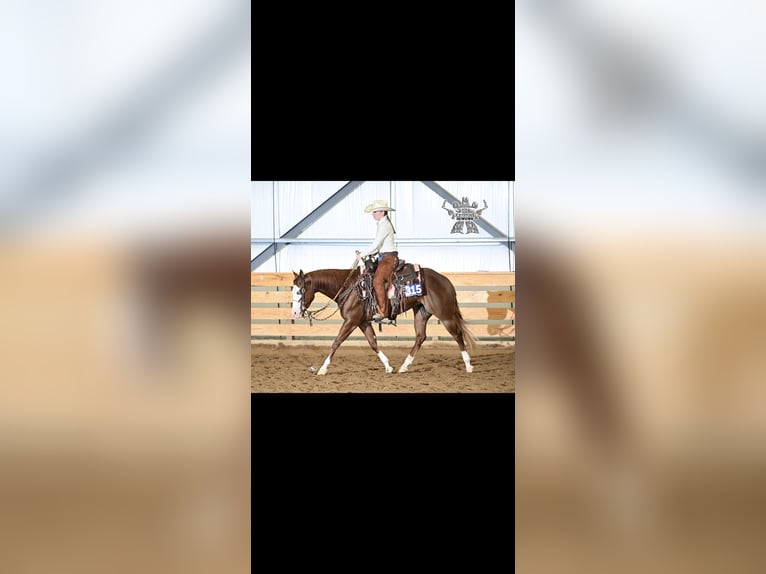 American Quarter Horse Stute 3 Jahre 152 cm Rotfuchs in Lenhartsville, PA