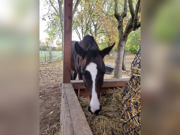American Quarter Horse Mix Stute 3 Jahre 153 cm Brauner in Lauenau Lauenau