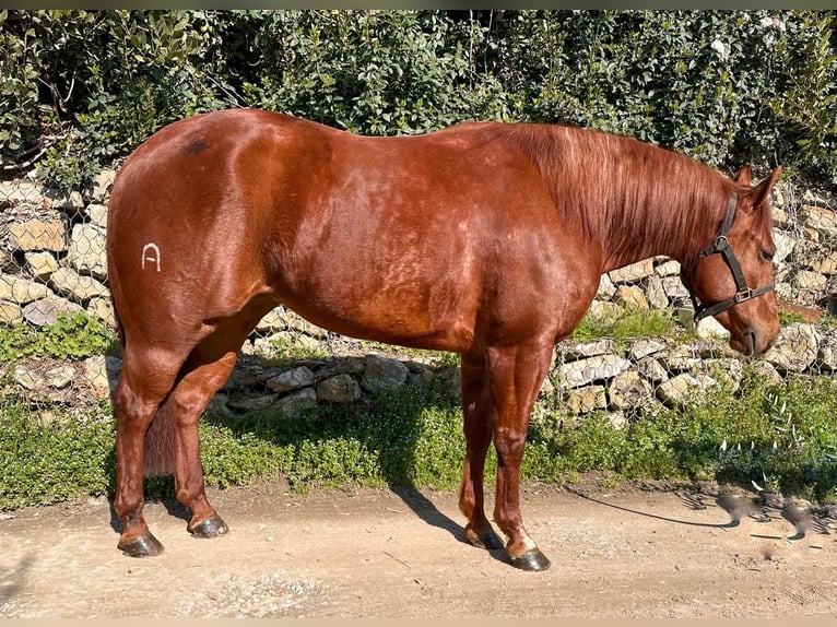 American Quarter Horse Stute 3 Jahre 153 cm Brauner in München