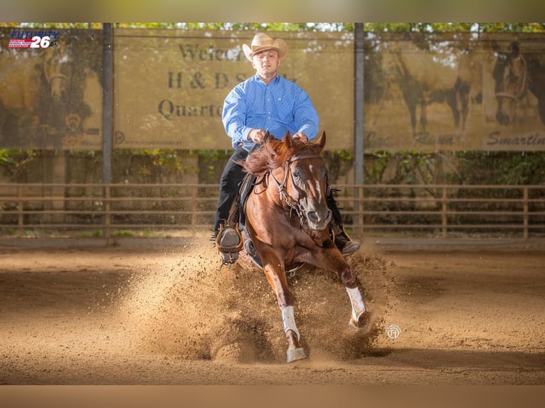 American Quarter Horse Stute 3 Jahre 153 cm Brauner in München