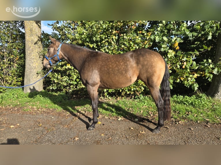 American Quarter Horse Stute 3 Jahre 153 cm Buckskin in Rotstergaast