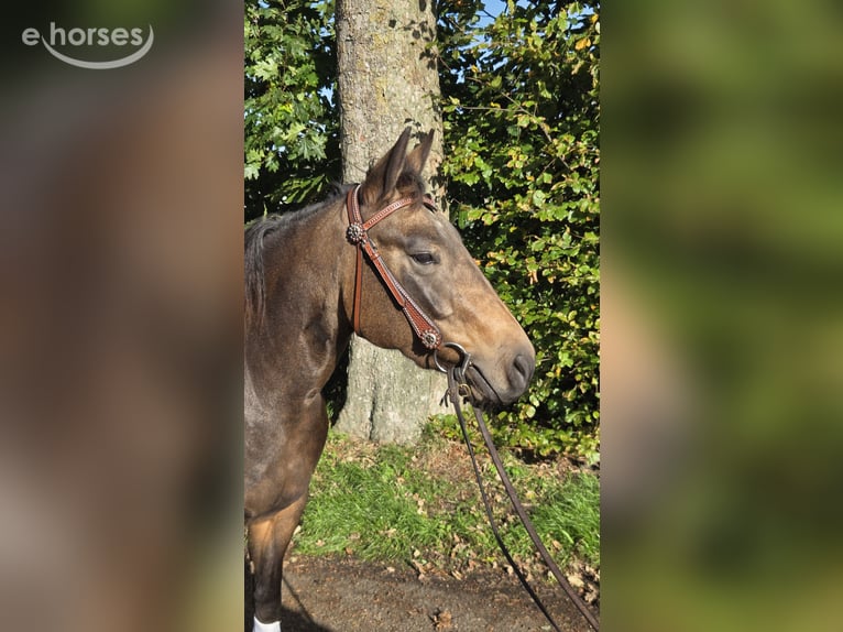 American Quarter Horse Stute 3 Jahre 153 cm Buckskin in Rotstergaast