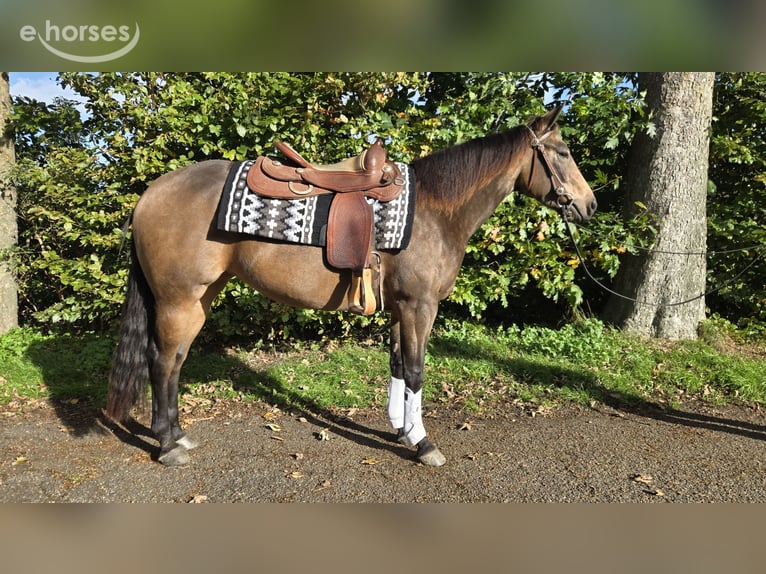 American Quarter Horse Stute 3 Jahre 153 cm Buckskin in Rotstergaast