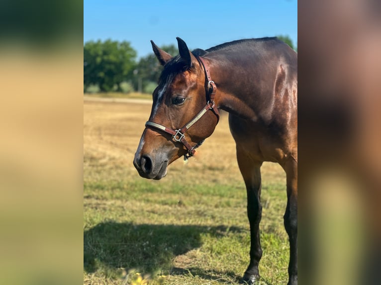 American Quarter Horse Stute 3 Jahre 153 cm Dunkelbrauner in M&#xFC;nchen
