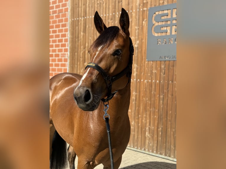 American Quarter Horse Stute 3 Jahre 154 cm Brauner in Lahn