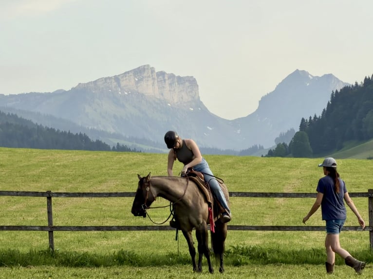 American Quarter Horse Stute 3 Jahre 154 cm Grullo in Marbach LU