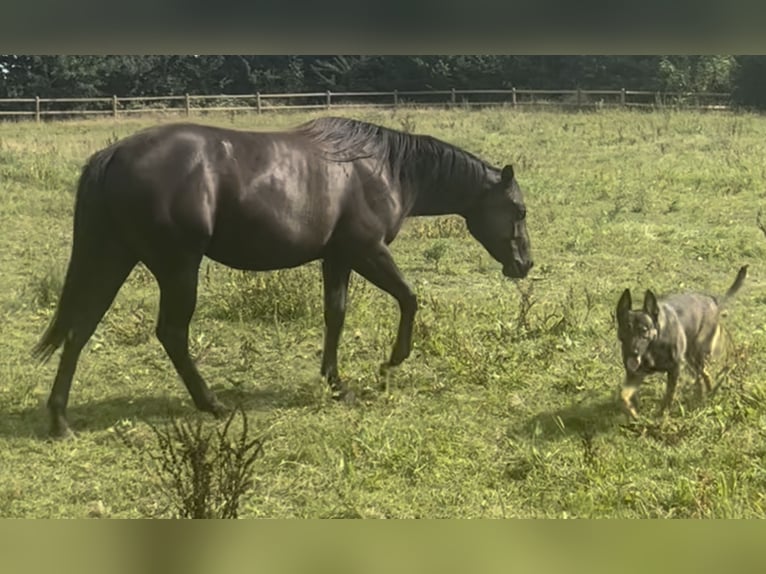 American Quarter Horse Stute 3 Jahre 154 cm Rappe in Leuvenheim