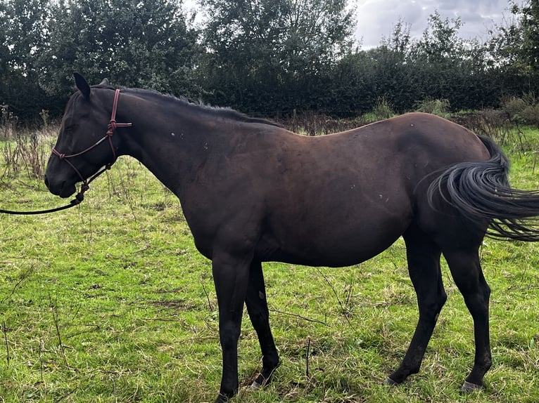 American Quarter Horse Stute 3 Jahre 154 cm Rappe in Leuvenheim