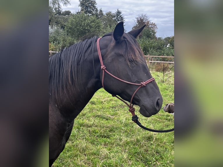 American Quarter Horse Stute 3 Jahre 154 cm Rappe in Leuvenheim