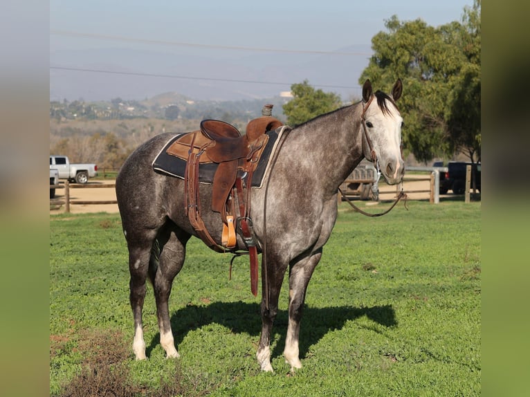 American Quarter Horse Stute 3 Jahre 155 cm Apfelschimmel in Norco