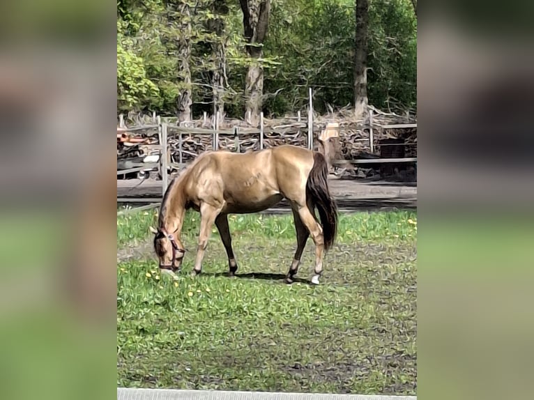 American Quarter Horse Stute 3 Jahre 155 cm Champagne in Barßel