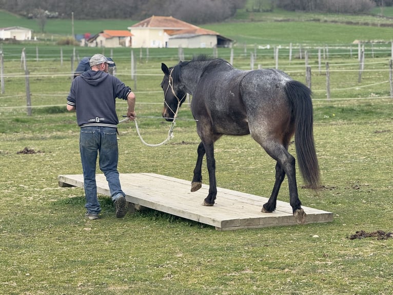 American Quarter Horse Stute 3 Jahre 155 cm Roan-Bay in Thodure