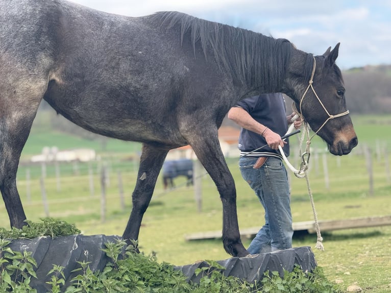 American Quarter Horse Stute 3 Jahre 155 cm Roan-Bay in Thodure