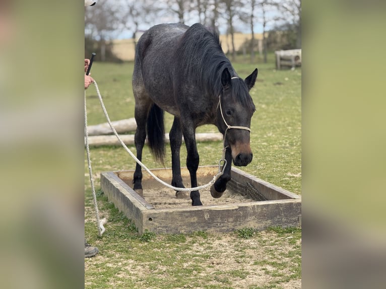 American Quarter Horse Stute 3 Jahre 155 cm Roan-Bay in Thodure
