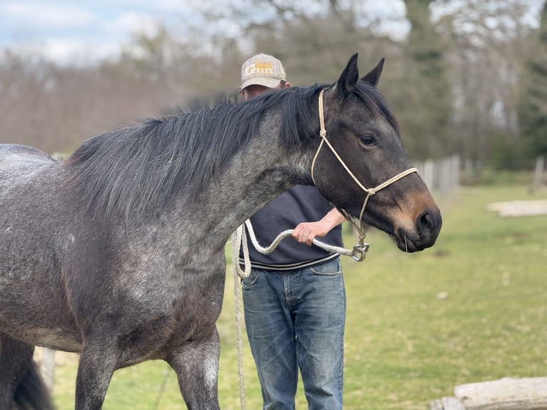 American Quarter Horse Stute 3 Jahre 155 cm Roan-Bay in Thodure