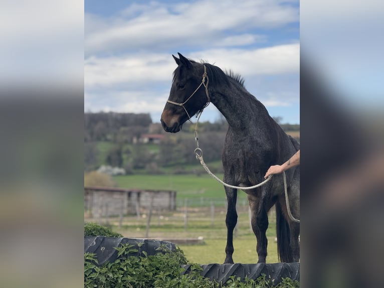 American Quarter Horse Stute 3 Jahre 155 cm Roan-Bay in Thodure