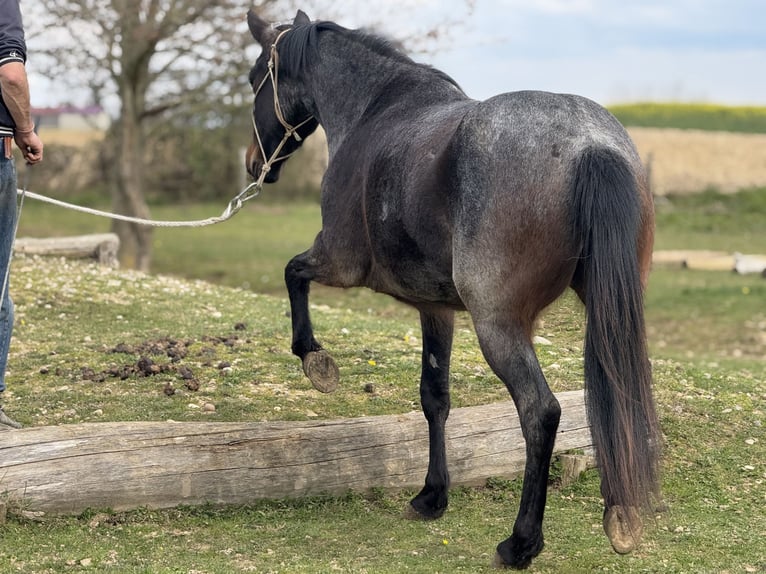 American Quarter Horse Stute 3 Jahre 155 cm Roan-Bay in Thodure