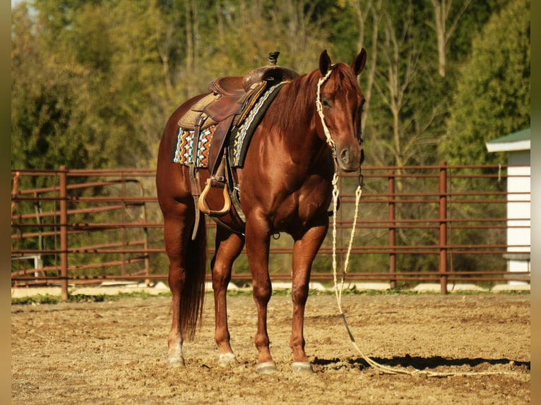 American Quarter Horse Stute 3 Jahre 155 cm Rotfuchs in Fredericksburg