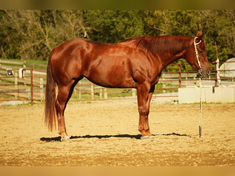 American Quarter Horse Stute 3 Jahre 155 cm Rotfuchs in Fredericksburg