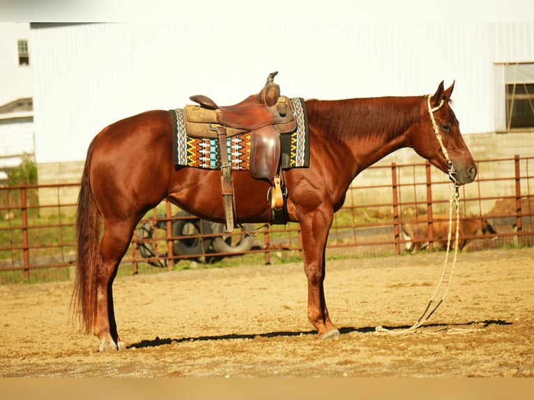 American Quarter Horse Stute 3 Jahre 155 cm Rotfuchs in Fredericksburg