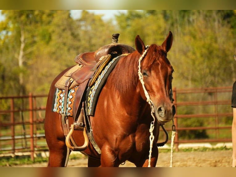 American Quarter Horse Stute 3 Jahre 155 cm Rotfuchs in Fredericksburg
