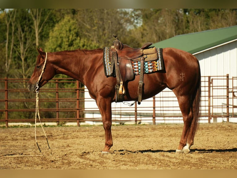 American Quarter Horse Stute 3 Jahre 155 cm Rotfuchs in Fredericksburg