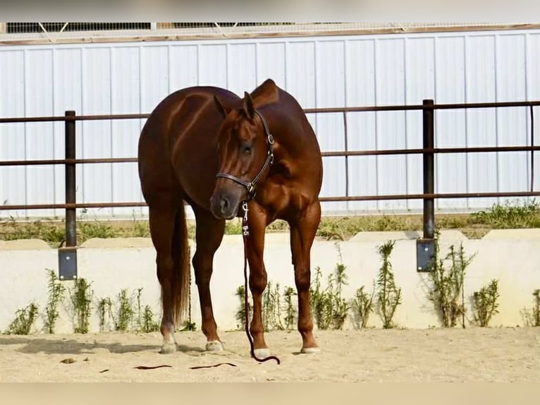 American Quarter Horse Stute 3 Jahre 155 cm Rotfuchs in Fredericksburg