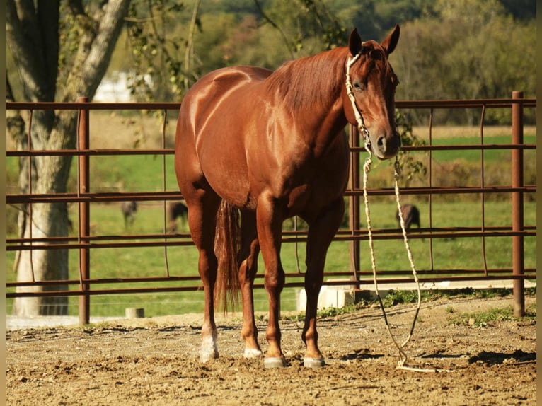 American Quarter Horse Stute 3 Jahre 155 cm Rotfuchs in Fredericksburg